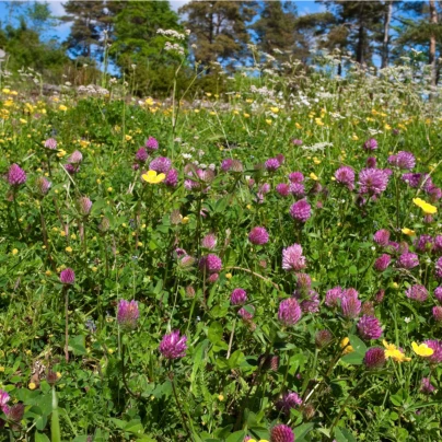 Louka na výsušnou půdu - Planta Naturalis - luční směs - 10 g