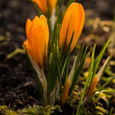 Krokus Orange Monarch - Crocus Chrysanthus - cibuloviny - 3 ks