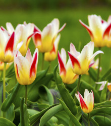 Tulipán Johann Strauss - Tulipa - cibuloviny - 3 ks