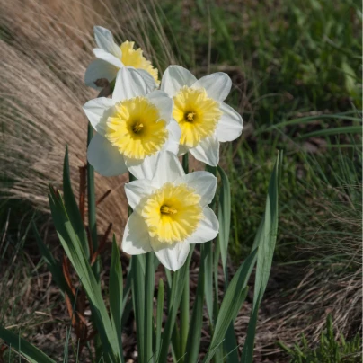 Narcis Ice Follies - Narcissus L. - cibuloviny - 3 ks