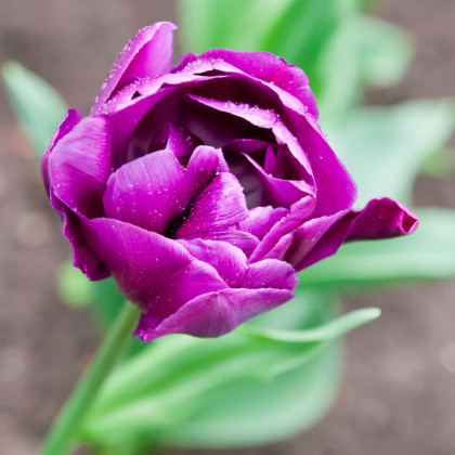 Tulipán Negrita - Tulipa - cibuloviny - 3 ks