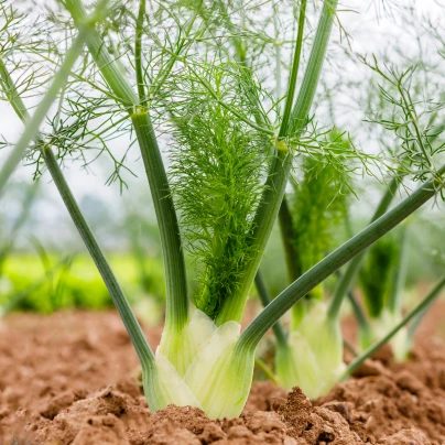 BIO Fenykl bulvový Selma - Foeniculum vulgare - bio semena - 50 ks