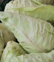 Zelí bílé Filderkraut - Brassica oleracea - semena - 150 ks