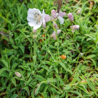 Silenka nadmutá Stridolo - Silene inflata - semena - 0,2 g