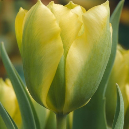 Tulipán Formosa - Tulipa - cibuloviny - 3 ks