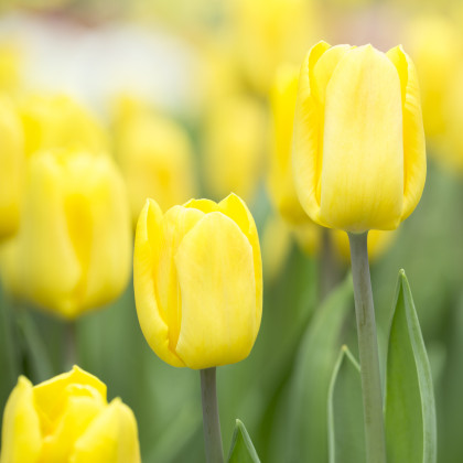 Tulipán Candela - Tulipa - cibuloviny - 3 ks