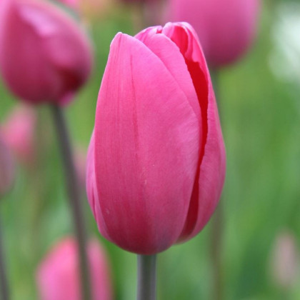 Tulipán Don Quichotte - Tulipa - cibuloviny - 3 ks