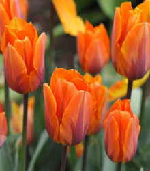 Tulipán Prinses Irene - Tulipa - cibuloviny - 3 ks