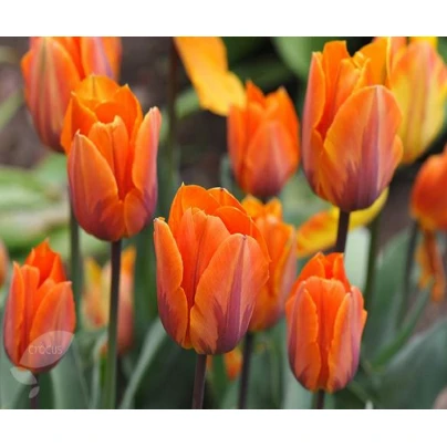 Tulipán Prinses Irene - Tulipa - cibuloviny - 3 ks