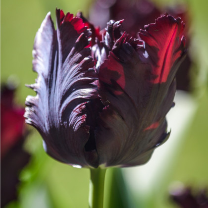 Tulipán Black Parrot - Tulipa - cibuloviny - 3 ks