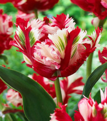 Tulipán Estella Rijnveld - Tulipa - cibuloviny - 3 ks