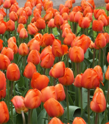 Tulipán Orange Brilliant - Tulipa - cibuloviny - 3 ks
