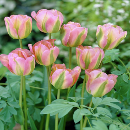 Tulipán Groenland - Tulipa - cibuloviny - 3 ks
