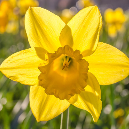 Narcis Dutch Master - Narcissus - cibuloviny - 3 ks