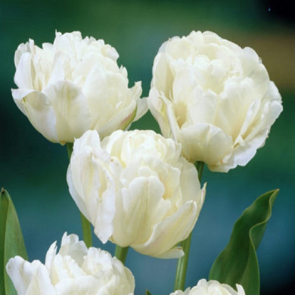Tulipán Mount Tacoma - Tulipa - cibuloviny - 3 ks