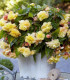 Begonie Sunny Dream - Begonia odorata - cibuloviny - 2 ks