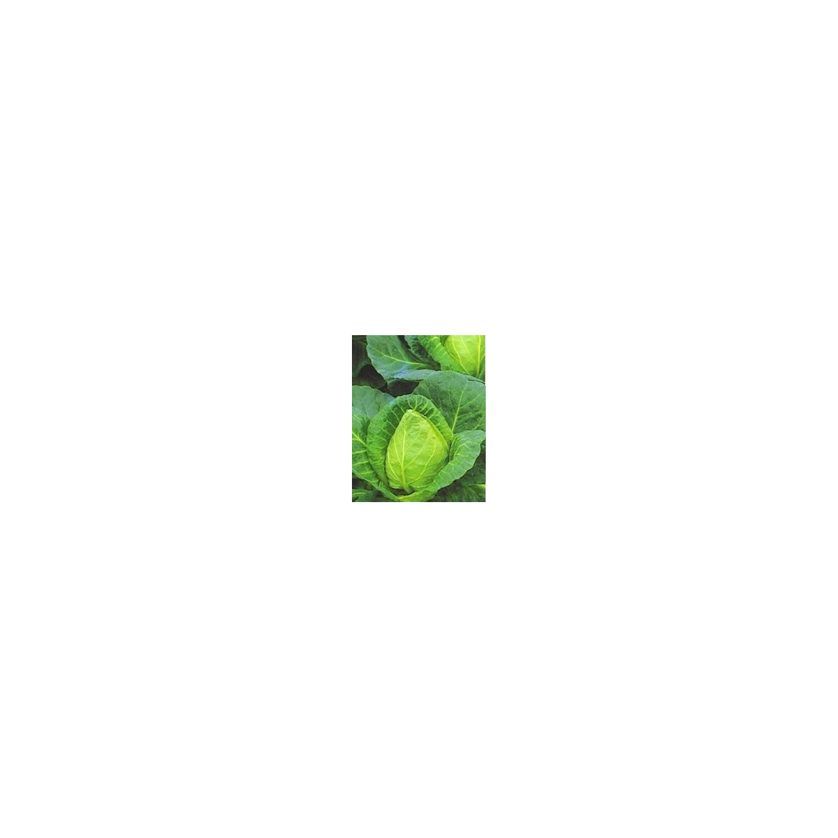 Zelí bílé velmi rané - Brassica oleracea - semena - 0,8 g