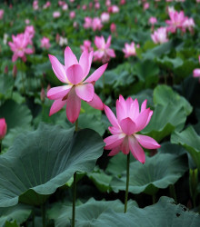 Lotos indický růžový - Nelumbo nucifera - semena - 2 ks