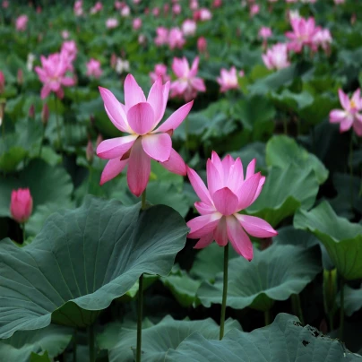 Lotos indický růžový - Nelumbo nucifera - semena - 2 ks