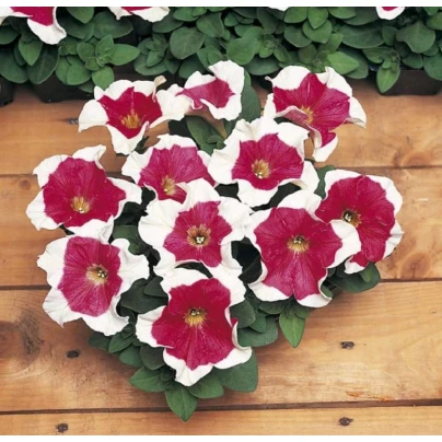 Petúnie mnohokvětá Red Frost F1 - Petunia Multiflora - semena - 20 ks