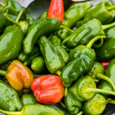 Chilli Pimentos de Padron - Capsicum annuum - semena - 7 ks