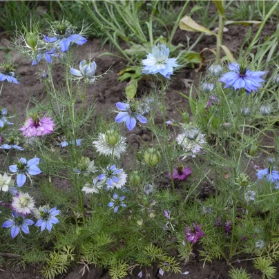 Černucha damašská směs - Nigella damascena - semena - 25 ks