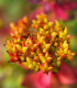Rozchodnice růžová - Rhodiola rosea - semena - 8 ks