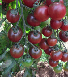 Rajče Rosella - Solanum lycopersicum - semena - 6 ks