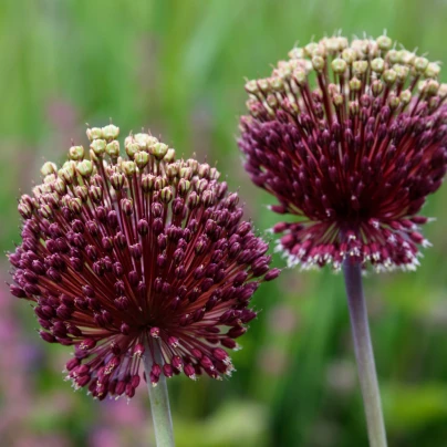 Česnek Red Mohican - Allium amethystinum  - cibuloviny - 1 ks