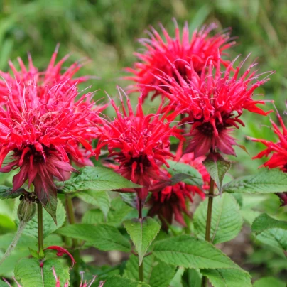 Zavinutka podvojná - Monarda - Monarda didyma - semena - 30 ks