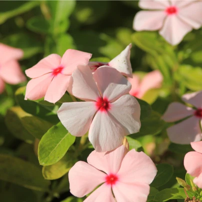 Barvínek Apricot F1 - Catharanthus - semena - 30 ks