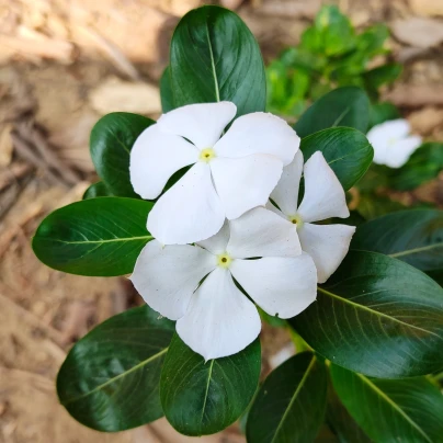 Barvínek White F1 - Catharanthus - semena - 30 ks