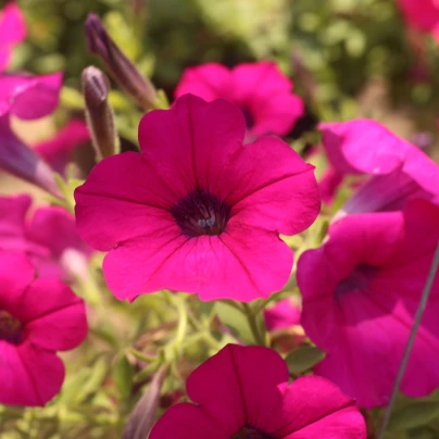 Petúnie Purple Velvet F1 - Petunia hybrida - semena - 12 ks