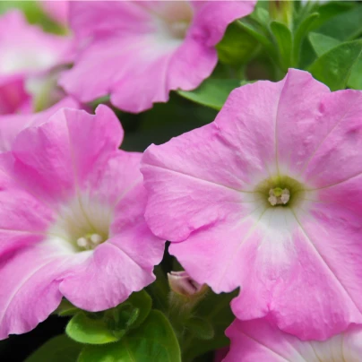 Petúnie Rosy Velvet F1 - Surfínie - Petunia hybrida - semena - 12 ks