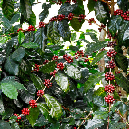 Kávovník arabský Himalaya - Coffea arabica Himalaya - semena - 5 ks
