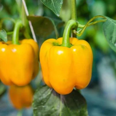 BIO Paprika žlutá California Wonder - Capsicum annuum - bio semena - 10 ks