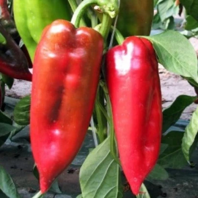 Paprika roční Rafaelus F1 - Capsicum annuum - semena - 15 ks