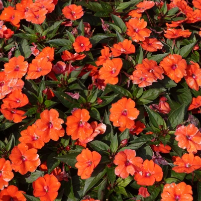 Netýkavka Accent oranžová F1 - Impatiens walleriana - semena - 15 ks