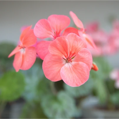 Muškát páskatý Jitka F1 - Pelargonium zonale - semena - 6 ks