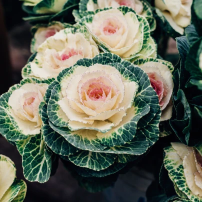 Okrasné zelí Crane F1 bílá - Brassica oleracea - semena - 20 ks