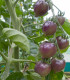 BIO Rajče Indigo Blue Berries - Solanum lycopersicum - bio semena - 7 ks