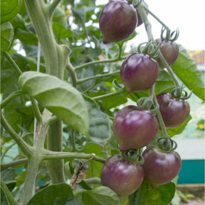 BIO Rajče Indigo Blue Berries - Solanum lycopersicum - bio semena - 7 ks