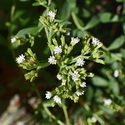 BIO Stévie sladká - Stevia rebaudiana - bio semena - 12 ks