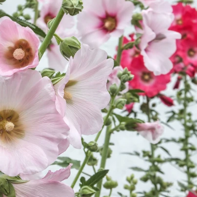 Topolovka plnokvětá Chaters směs - Alcea rosea - semena - 12 ks