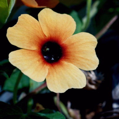 Černooká Zuzana African Sunset - Thunbergia alata - semena - 5 ks