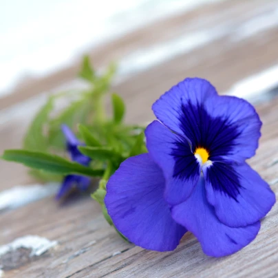 Maceška Schweizer Riesen Alpensee - Viola wittrockiana - semena - 200 ks