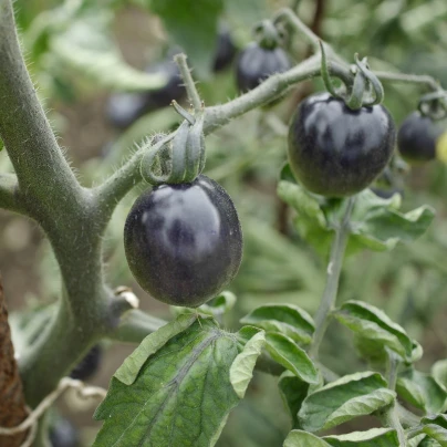 Rajče Black Opal - Solanum lycopersicum - semena - 7 ks