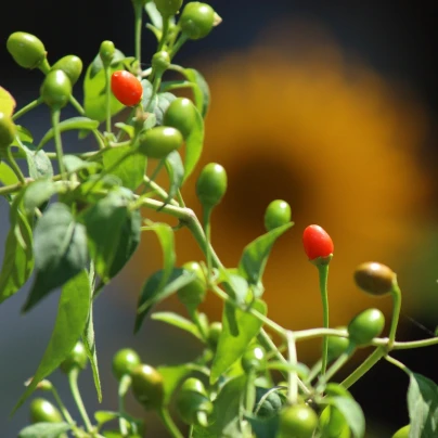 Chilli Tepin - Capsicum annuum - semena - 7 ks