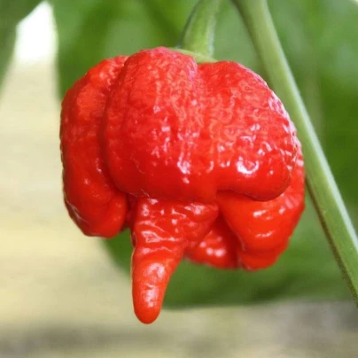 Chilli Trinidad Scorpion Butch - Capsicum chinense - semena - 5 ks