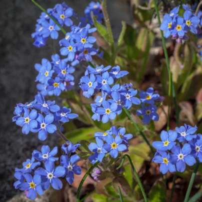 Pomněnka lesní Compindi - Myosotis sylvatica - semena - 100 ks